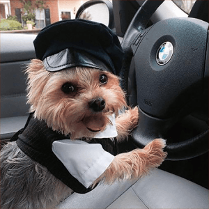 Pet Chauffer Dog Chauffer