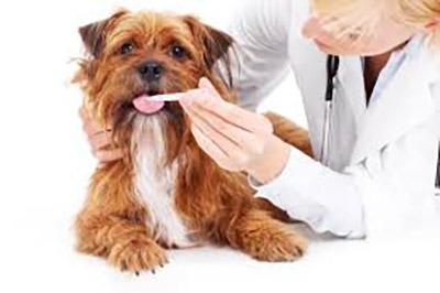A brown dog with a veterinarian putting something on its tongue.