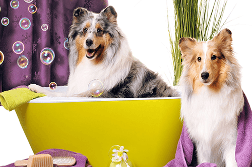 Two fluffy dogs happy and fresh from a bath.