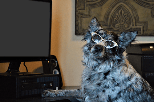 Dog wearing glasses while working at the PlayStayTion Pet Resort and Training computer
