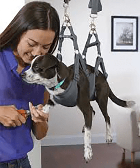 Dog in a special sling for nail trimming