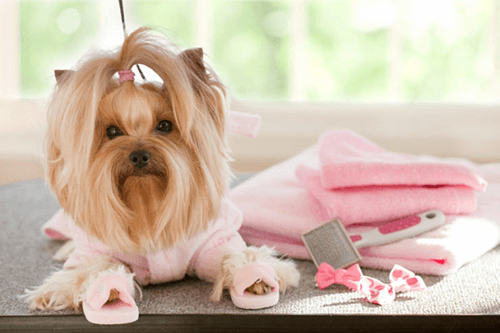 Little dog getting pampered.