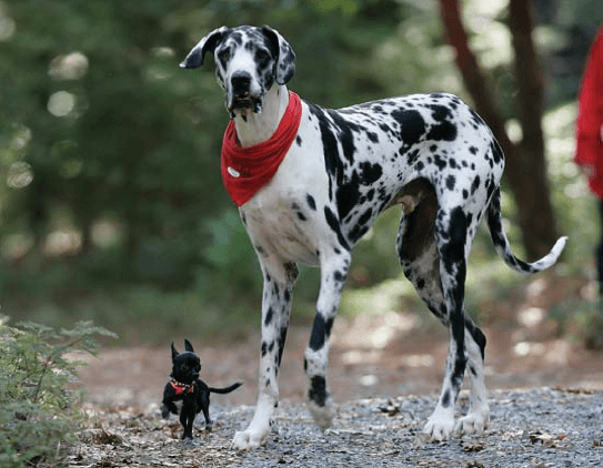A tiny black Chihuahua walking with a spotted Great Dane.