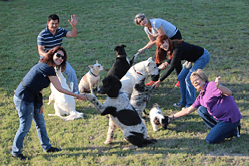 Classes-Dogs Socializing five dogs and their owners all sitting in a small group with the dogs paying attention only to their owners