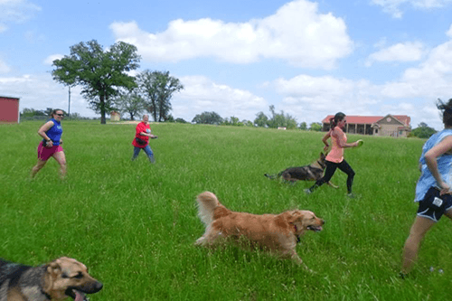 Classes-Dogs Socializing Off Leash multiple dogs and their owners walking in a field off-lead