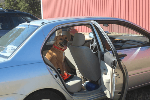 Classes-Dog Riding In Car Dog Riding In Car