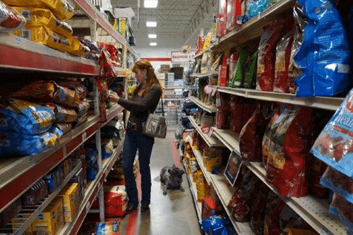 Classes-Dog In Store Dog in Store