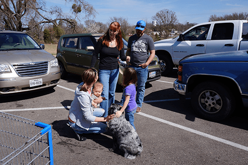 Classes-Dog Socializing Dog Socializing
