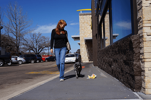 Classes-Dog Walking In Public