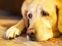 A dog sniffing a stranger's hand with no fear