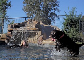 A dog sniffing a stranger's hand with no fear