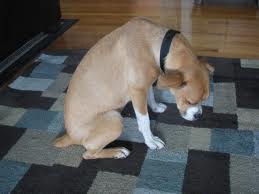 A dog sniffing a stranger's hand with no fear