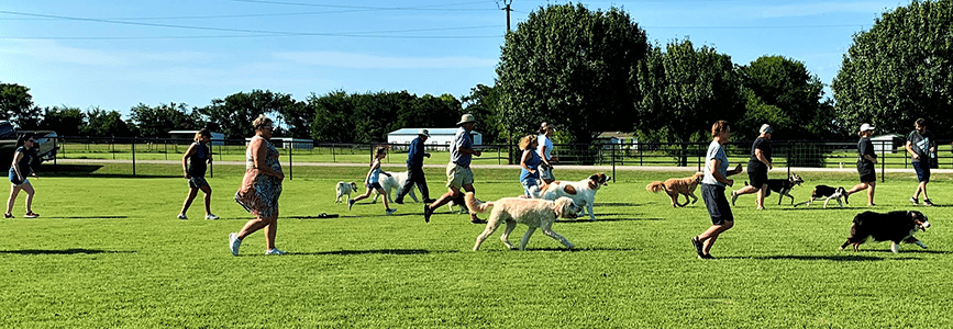 2020 mm Run super long Dog Training Classes