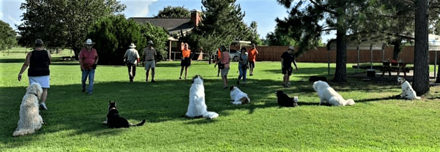 2020 mm stay super long Dog Training Classes