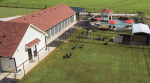 dogs sniffing noses on a lawn