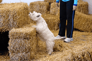 Barn-hunt Westie sniffing a hay bale