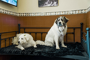 Two dogs in a lovely room with a day-bed and a big window.