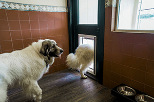 Two dogs in a lovely room with a day-bed and a big window.
