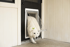Two dogs in a lovely room with a day-bed and a big window.
