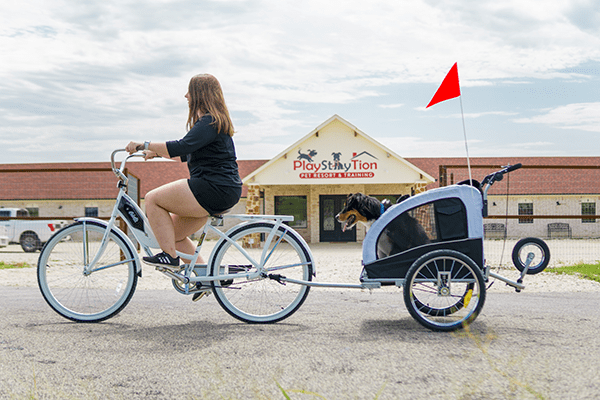 A Yorkshire terrier that's just been groomed