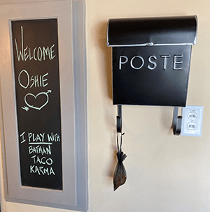 Four dogs in a lovely room with daybed and trundle.