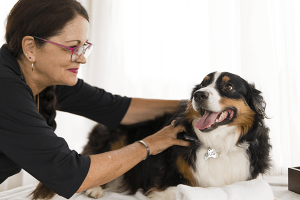 Dog receiving a massage