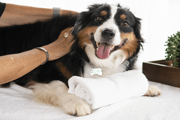 A blood hound getting a massage.