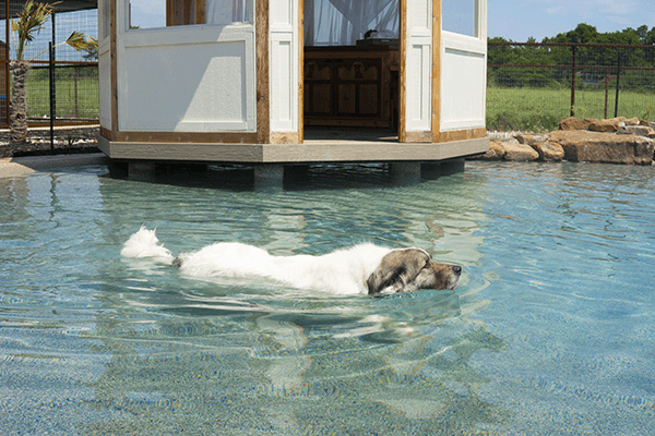 Two pretty collies getting ready for a bath