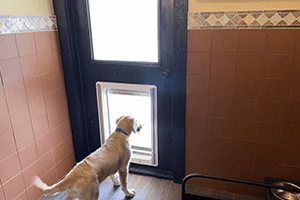 Four dogs in a lovely room with daybed and trundle.