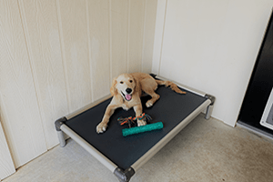 Four dogs in a lovely room with daybed and trundle.