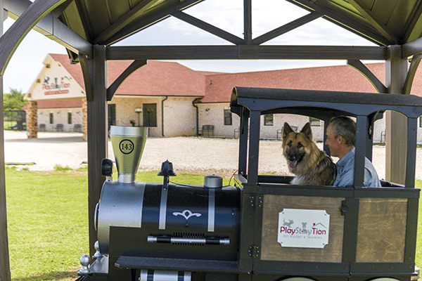 Dog on a Train Dachshund running an obstacle course