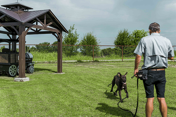 Two dogs with graduate's mortar boards on their heads.