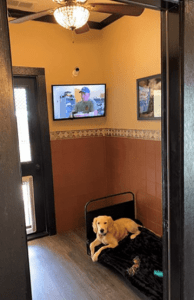Dog Room 1