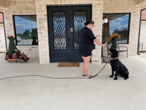 Positive Dog Training