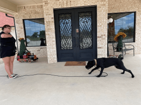 More Positive Dog Training