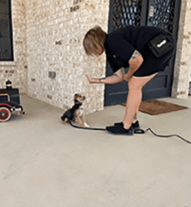 Positive Dog Training