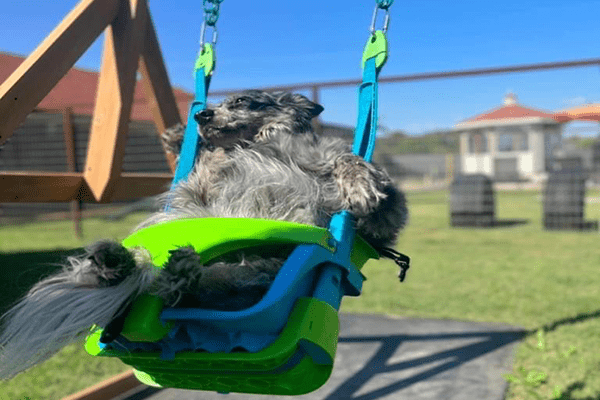 doggy swinging